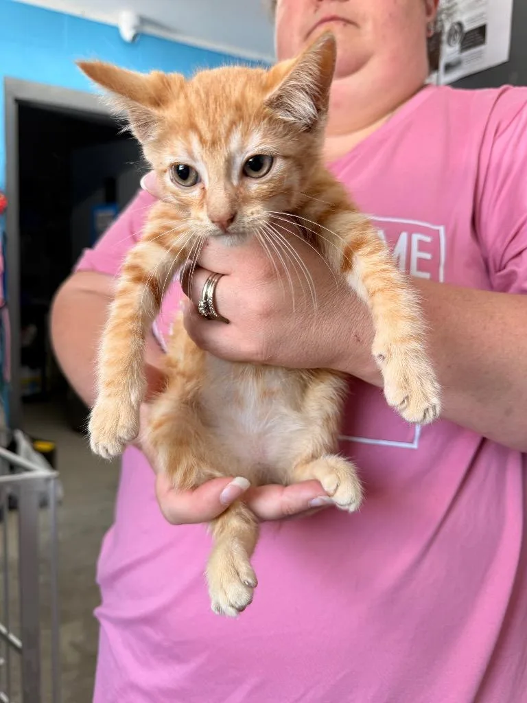 A baby medium-sized female Tabby cat named Bunny for adoption in Camden, TN