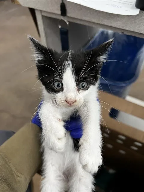 A baby medium-sized male Domestic Medium Hair cat named Rust for adoption in Dallas, TX