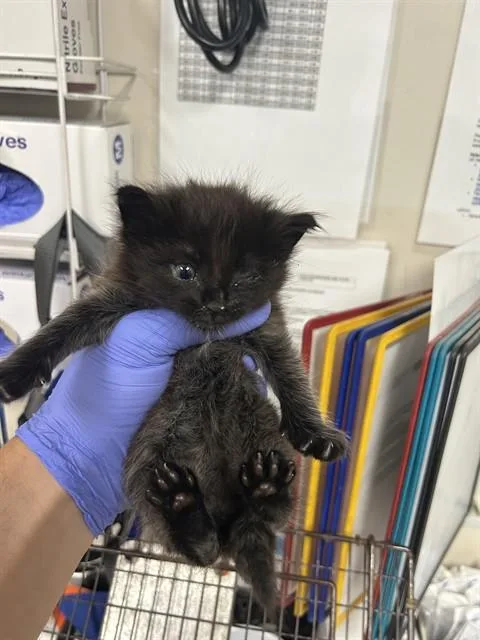 A baby small-sized female Domestic Short Hair cat named A for adoption in Sacramento, CA