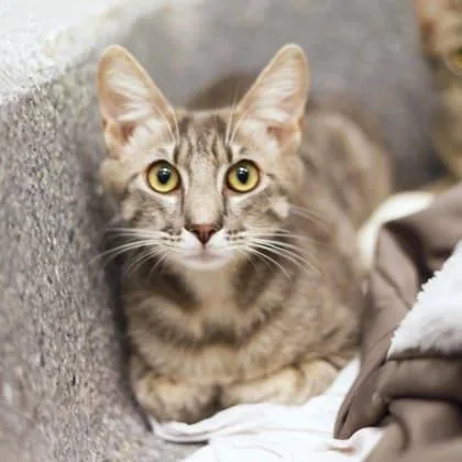 Big Foot thumbnail 2