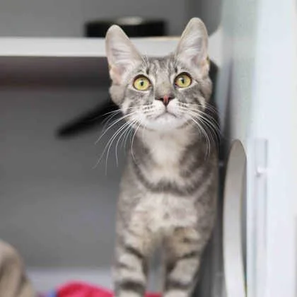 Big Foot thumbnail 3