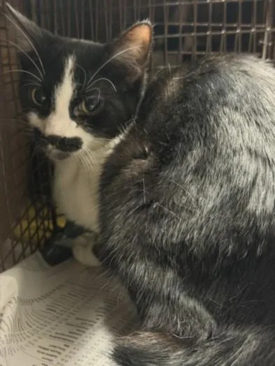 An adult large-sized female Domestic Short Hair cat named Stash for adoption in Chatsworth, CA