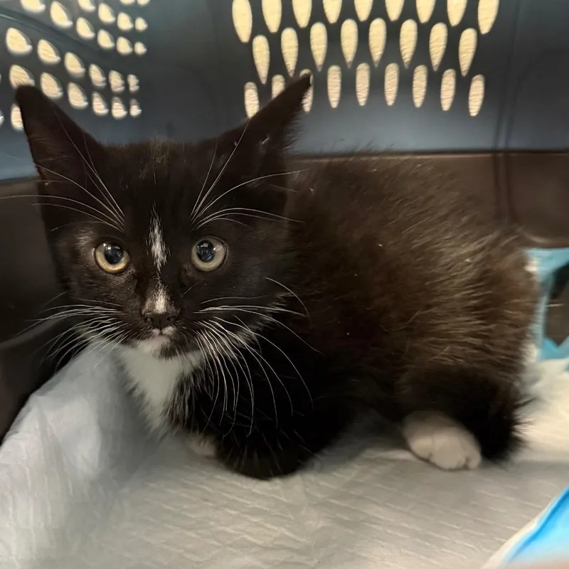 A baby small-sized male Domestic Short Hair cat named Pepé Le Pew for adoption in Ewing, NJ