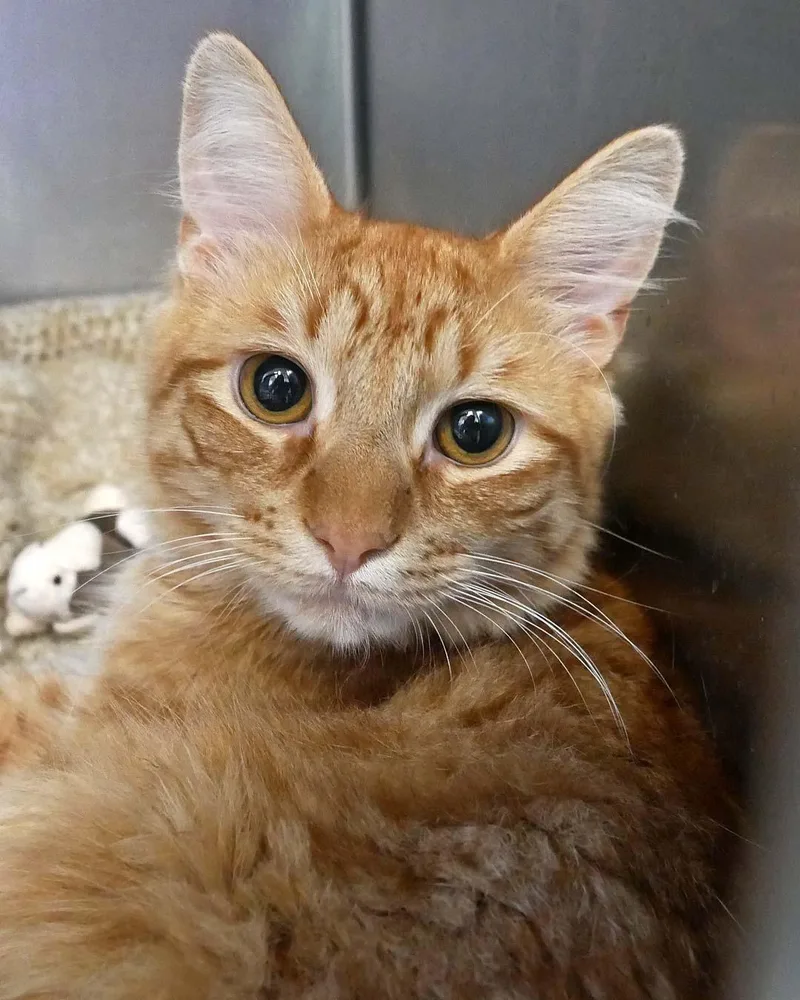 A young medium-sized male Orange / Red Domestic Medium Hair cat named Honey for adoption in Bloomingdale, NJ