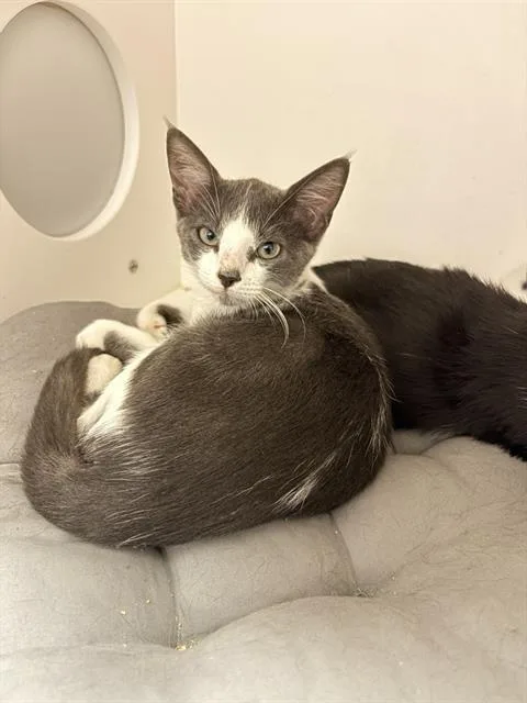 A baby small-sized male Domestic Medium Hair cat named Andres for adoption in Sugar Land, TX