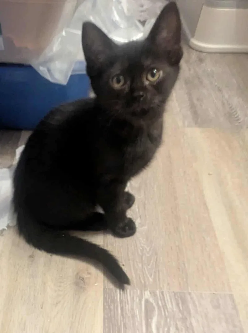 A baby small-sized female Domestic Short Hair cat named Briar for adoption in Clayton, NC