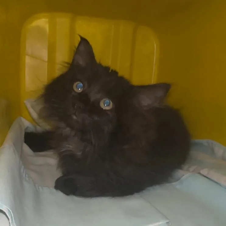 A baby small-sized female Black Domestic Long Hair cat named Ink Blob for adoption in Manhattan, KS