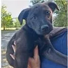 A baby small-sized male Black Labrador Retriever dog named Pistachio for adoption in Clearwater, FL