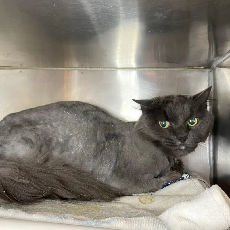 A senior medium-sized female Domestic Long Hair cat named Ashley for adoption in Roanoke, VA