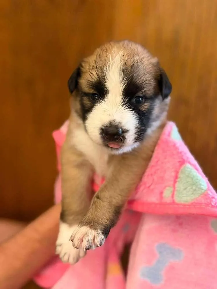 A baby large-sized female Siberian Husky dog named Happy "Coming Soon!" for adoption in Richardson, TX