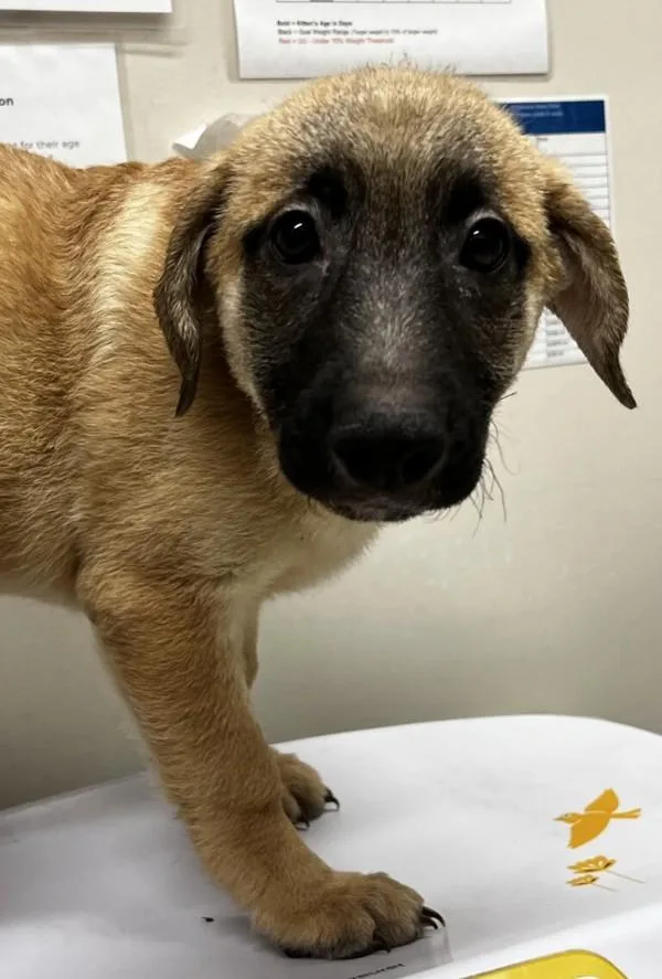 A baby large-sized female German Shepherd Dog dog named Muffy for adoption in El Cajon, CA