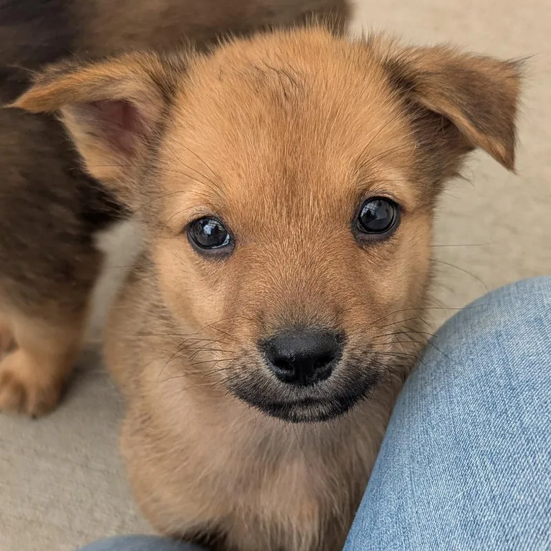 A baby medium-sized female Mixed Breed dog named Kiwi for adoption in Fenton, MI