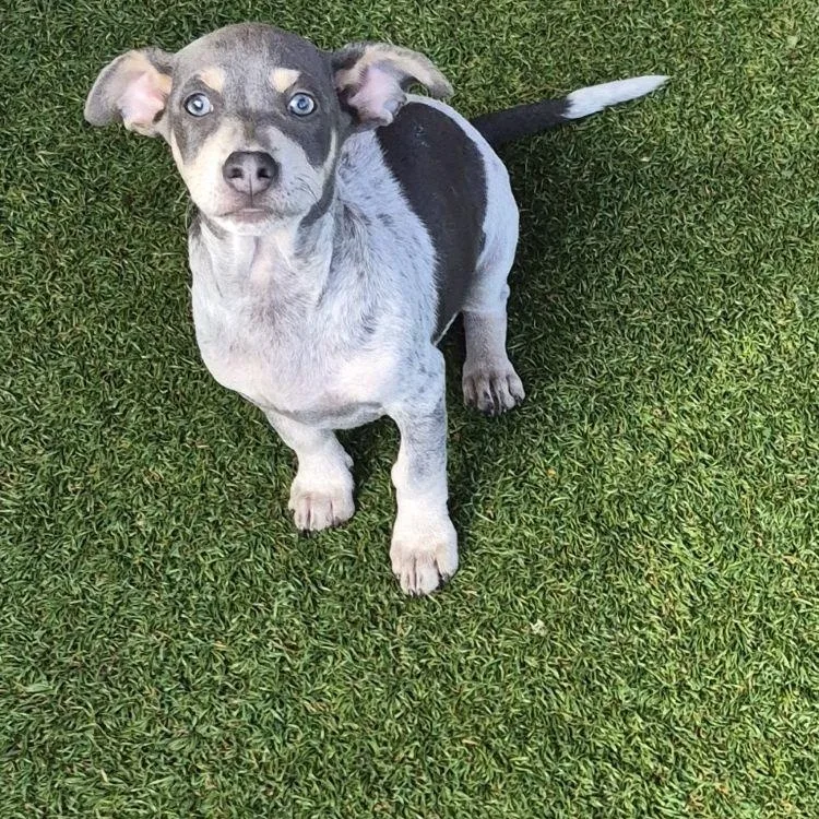 A young small-sized female Gray / Blue / Silver Dachshund dog named Lilliput for adoption in Carrollton, TX