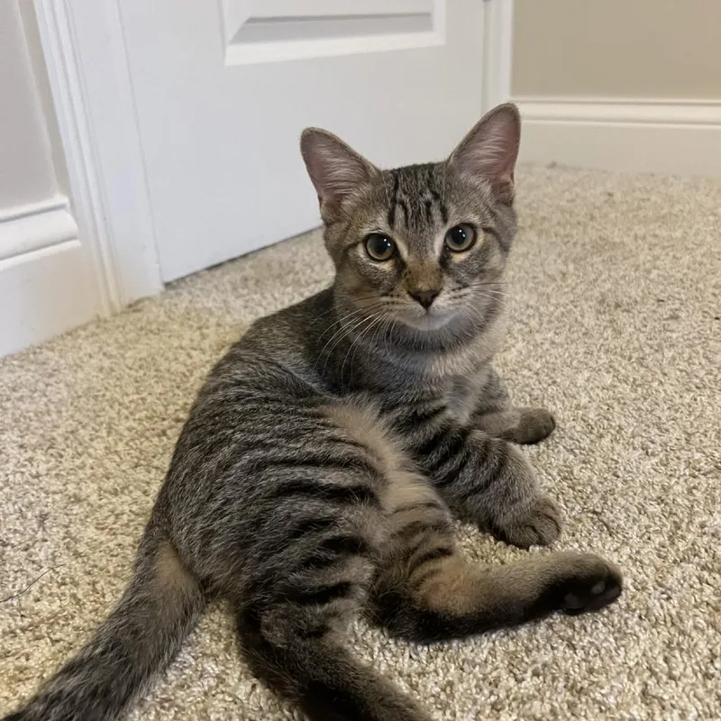 A baby small-sized male Brown / Chocolate Domestic Short Hair cat named Gus Gus for adoption in Evansville, IN