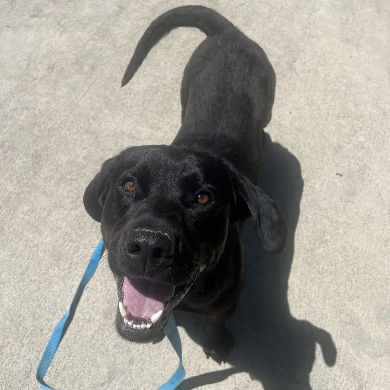 A young large-sized male Black Labrador Retriever dog named Ruger for adoption in Delaware, OH