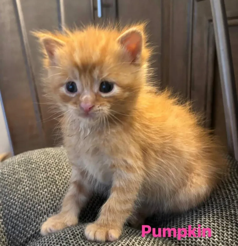 A baby small-sized female Orange & White Domestic Short Hair cat named Pumpkin for adoption in Macomb, MI