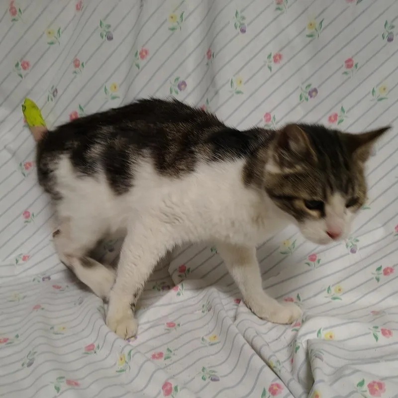 A senior medium-sized female Brown / Chocolate Domestic Short Hair cat named Gecko for adoption in Coos Bay, OR