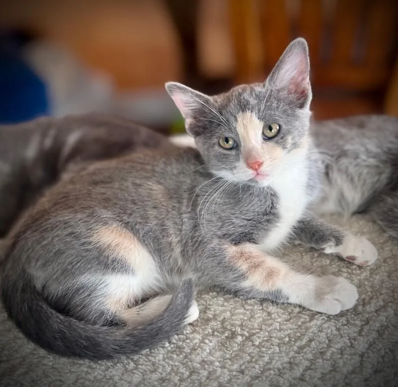 A baby small-sized female Gray & White Calico cat named Beret  Hat Litter for adoption in Anthem, AZ
