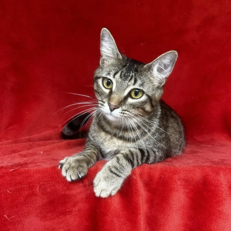 A young large-sized female Brown / Chocolate Domestic Short Hair cat named Amazon for adoption in Conway, NH