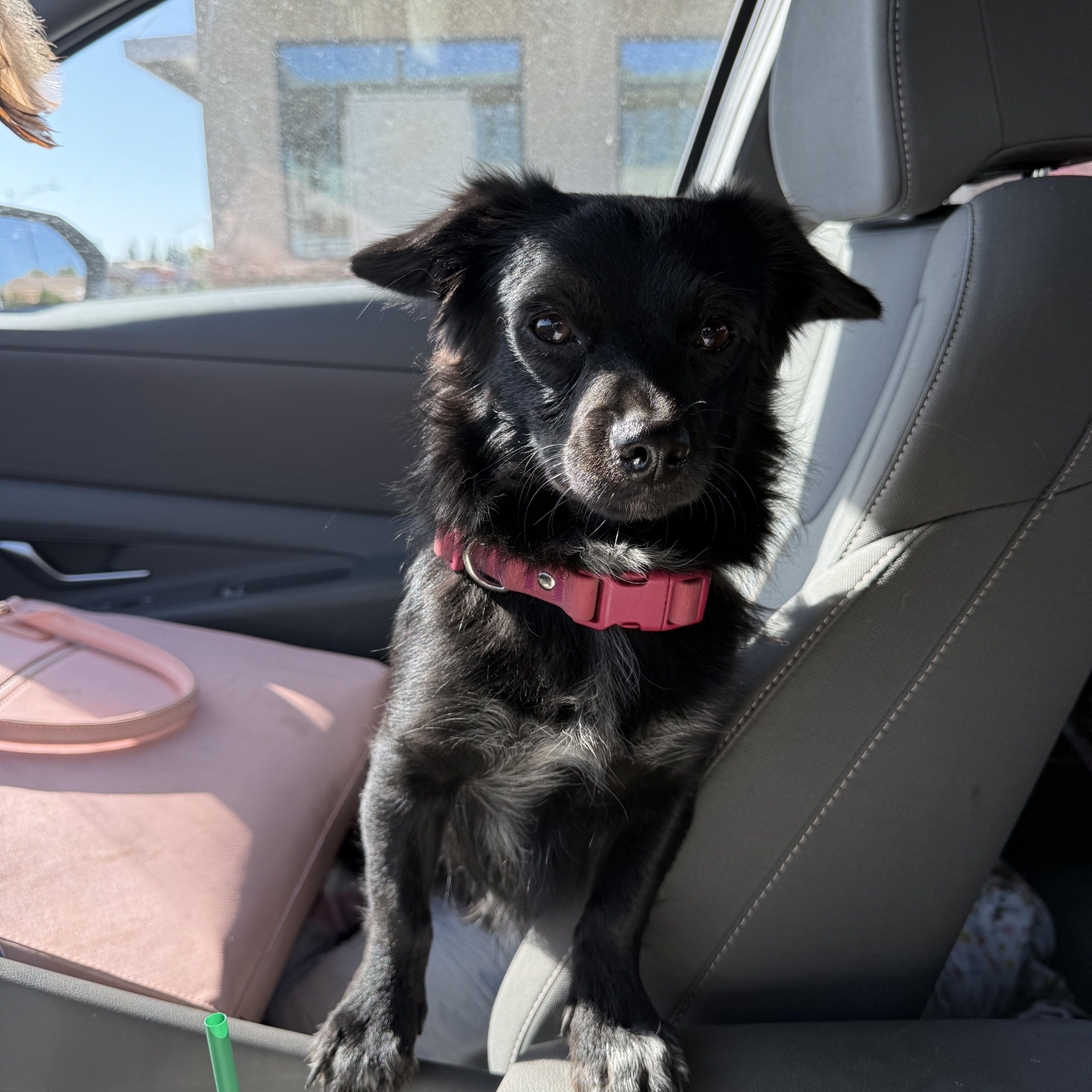 A young small-sized male Chihuahua dog named Sushi for adoption in Fresno, CA