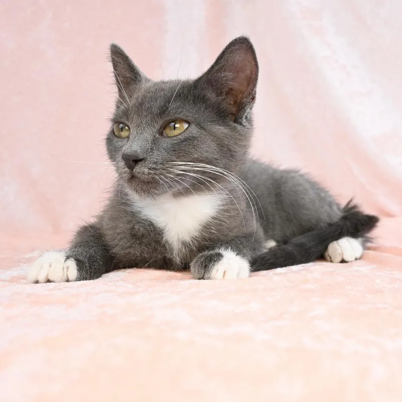 A baby small-sized female Gray / Blue / Silver Domestic Short Hair cat named Ghost for adoption in Mobile, AL