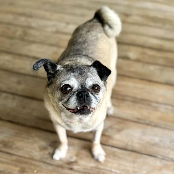 A senior small-sized female Yellow / Tan / Blond / Fawn Pug dog named Mushu for adoption in Alvin, TX