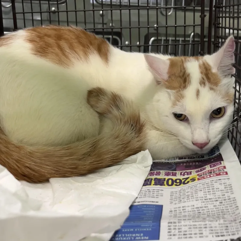 A young medium-sized male Domestic Short Hair cat named David for adoption in Los Angeles, CA