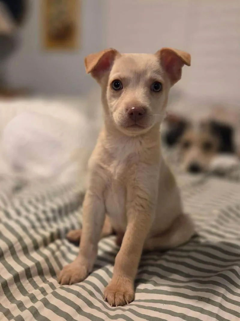 A baby small-sized male Apricot / Beige Chiweenie dog named Mazer for adoption in San Diego, CA