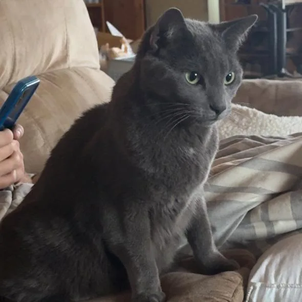 An adult small-sized male Gray / Blue / Silver Russian Blue cat named Kaladin for adoption in Coralville, IA
