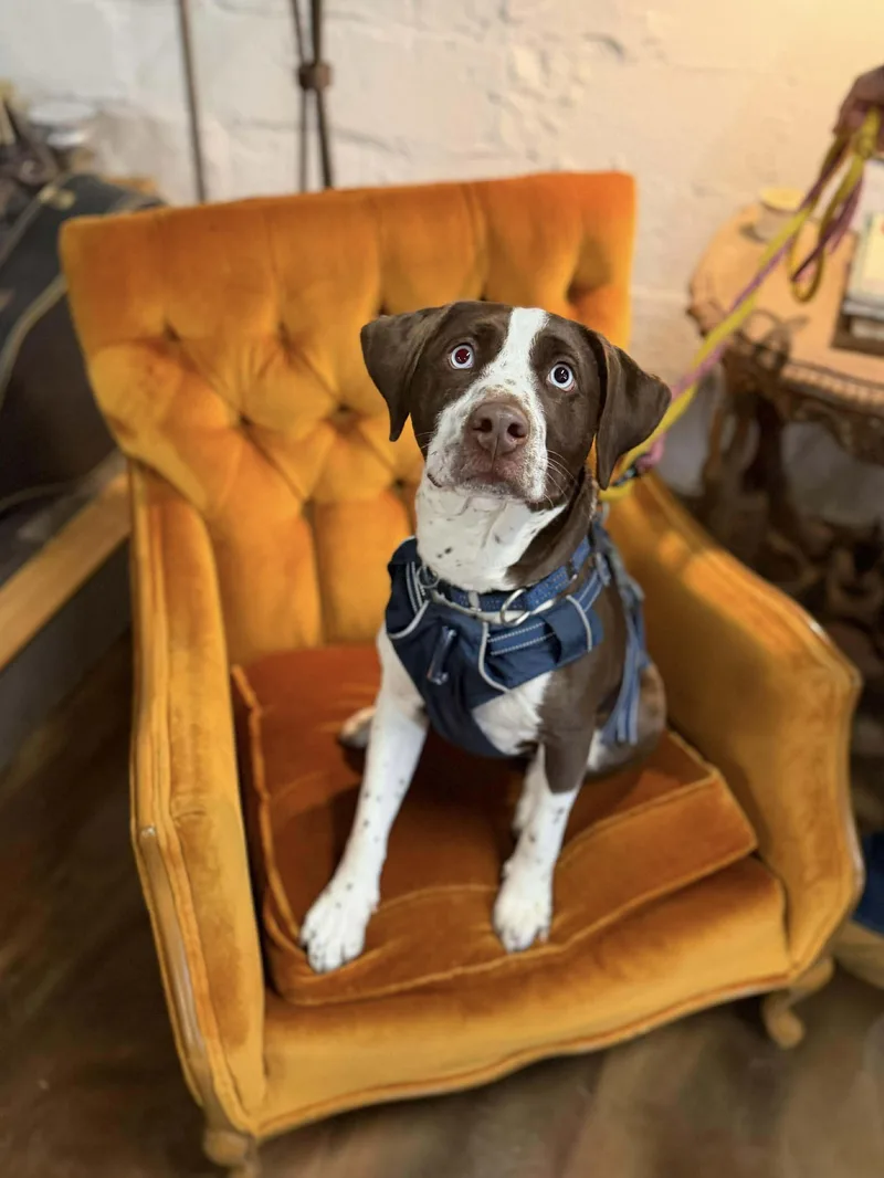 A young medium-sized female Brown / Chocolate Beagle dog named Bluey for adoption in Westwood, NJ
