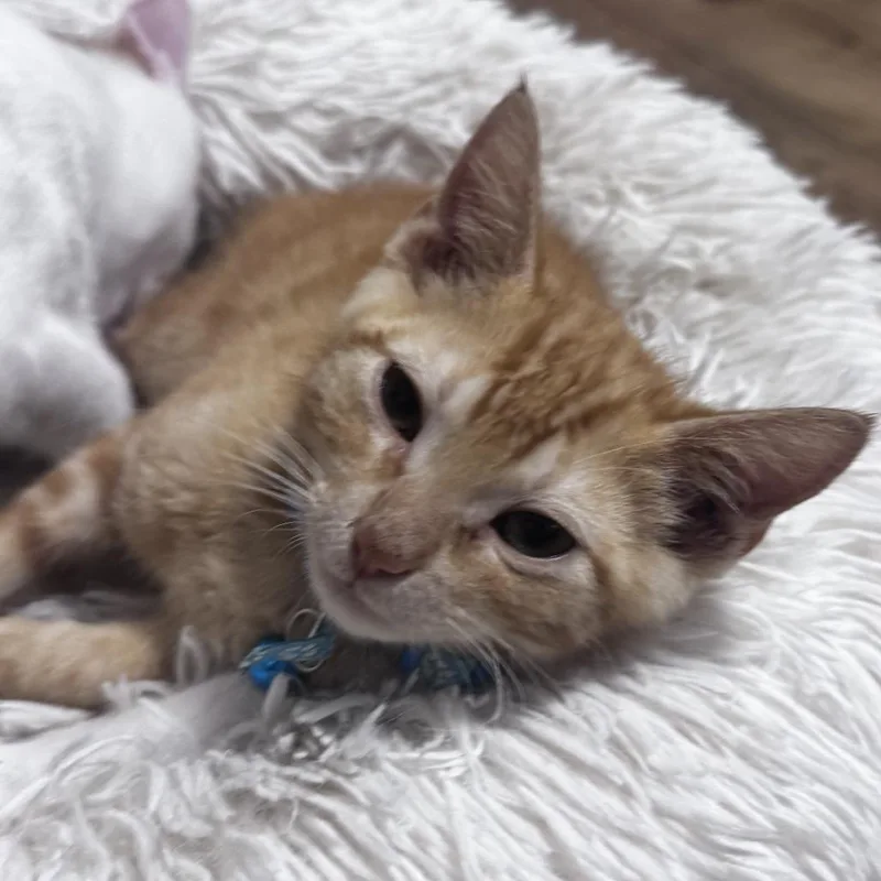 A baby small-sized male Orange / Red Domestic Short Hair cat named Nicky for adoption in Pleasanton, CA