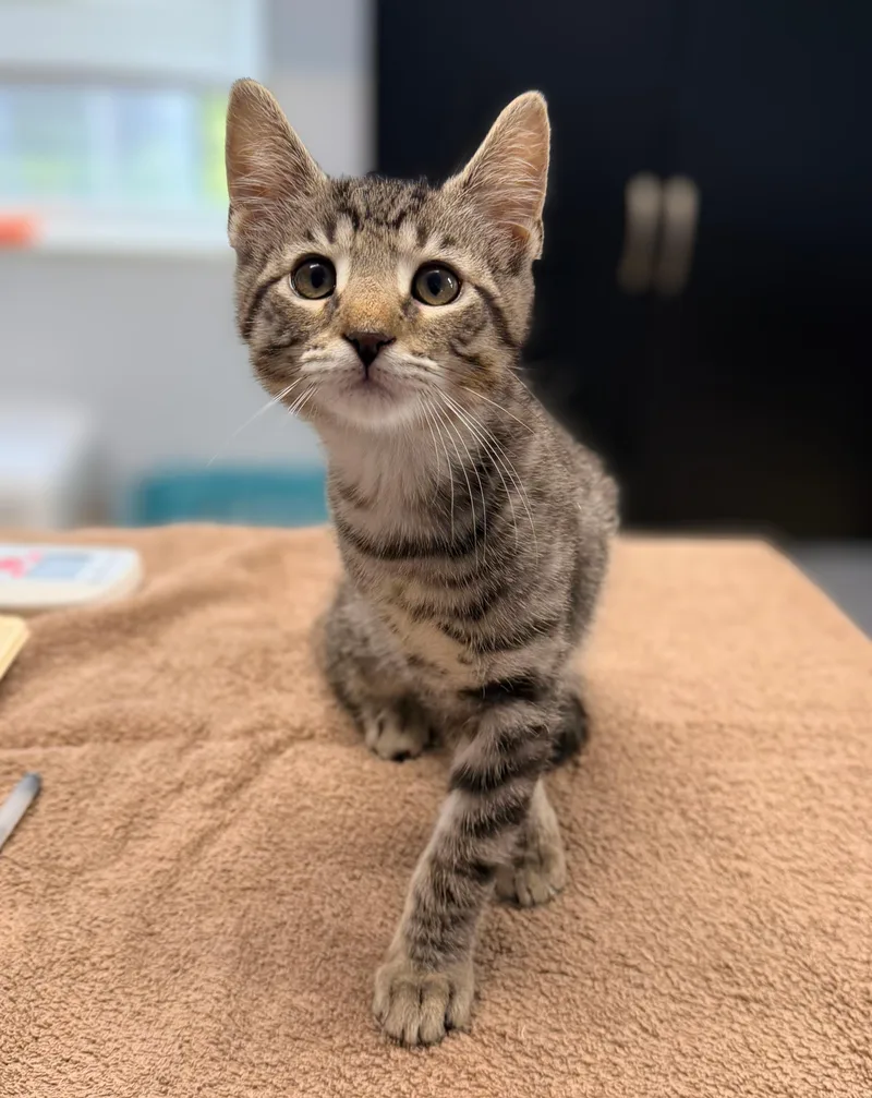 A baby medium-sized male Tabby (Brown / Chocolate) Domestic Short Hair cat named Berlin Sans for adoption in Seville, OH