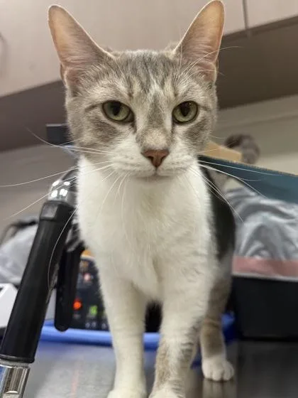 A young medium-sized female Domestic Short Hair cat named Jaina for adoption in Fishers, IN