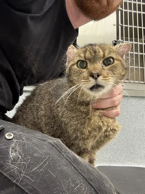 An adult large-sized male Domestic Short Hair cat named Abernathy for adoption in Indianapolis, IN