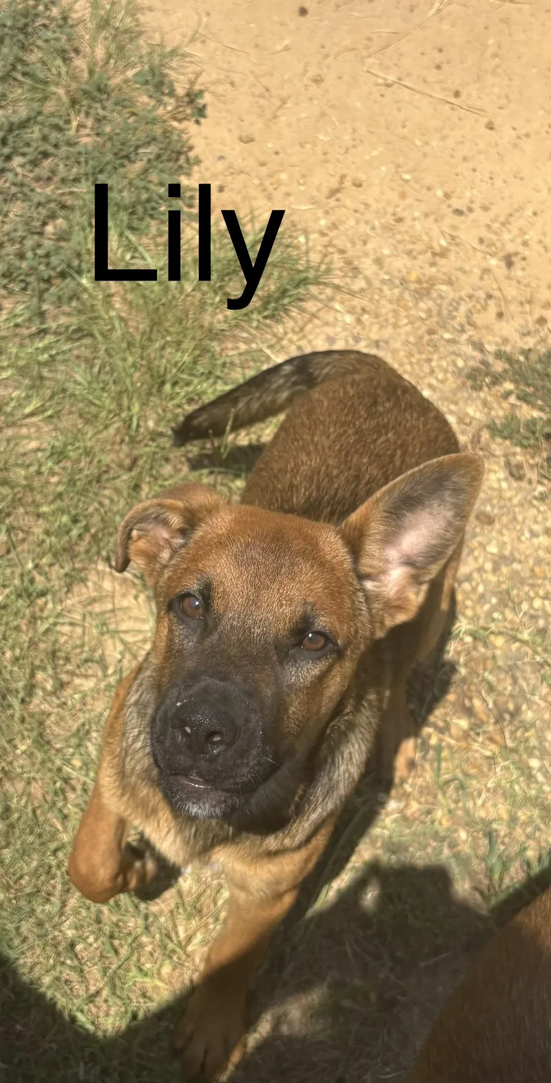 A baby medium-sized female German Shepherd Dog dog named Lily for adoption in Zimmerman, MN
