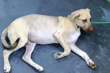 A baby medium-sized male Labrador Retriever dog named August for adoption in Picayune, MS