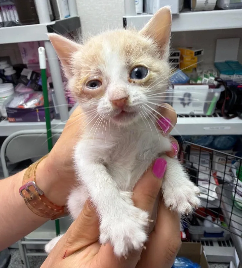 A baby medium-sized female Domestic Short Hair cat named Regina George for adoption in Pomona, NY