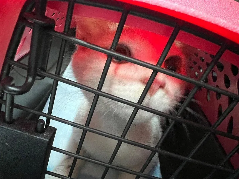 A young medium-sized male Domestic Short Hair cat named Mozzie for adoption in Cromwell, KY
