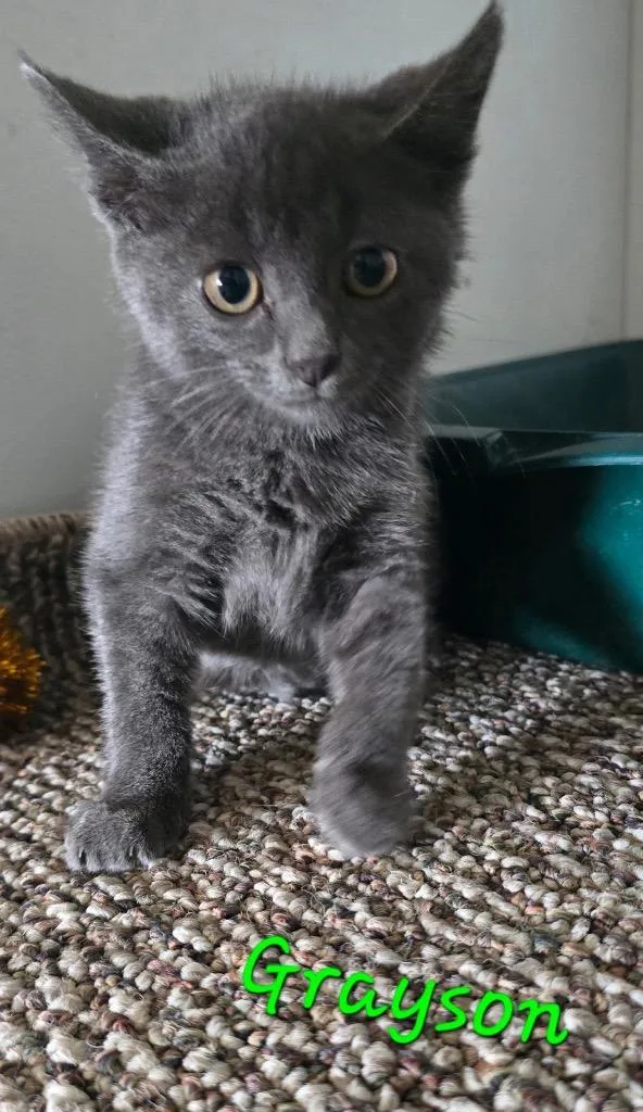 A baby small-sized male Russian Blue cat named Grayson for adoption in Kell, IL