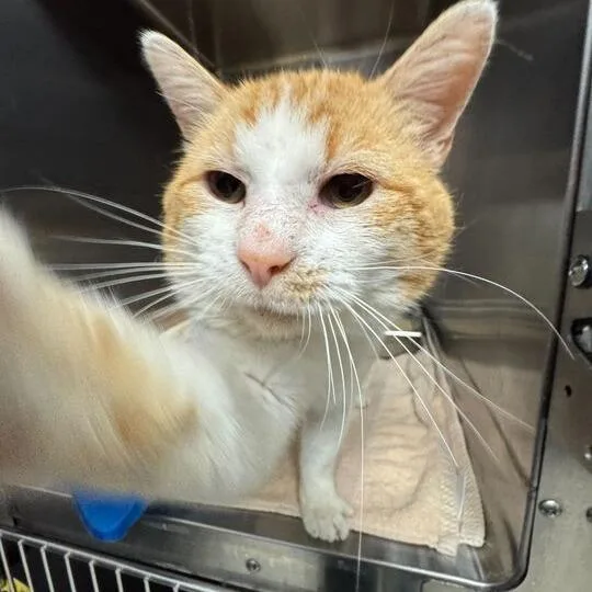 An adult medium-sized male Orange / Red Domestic Short Hair cat named Chef for adoption in Davenport, IA