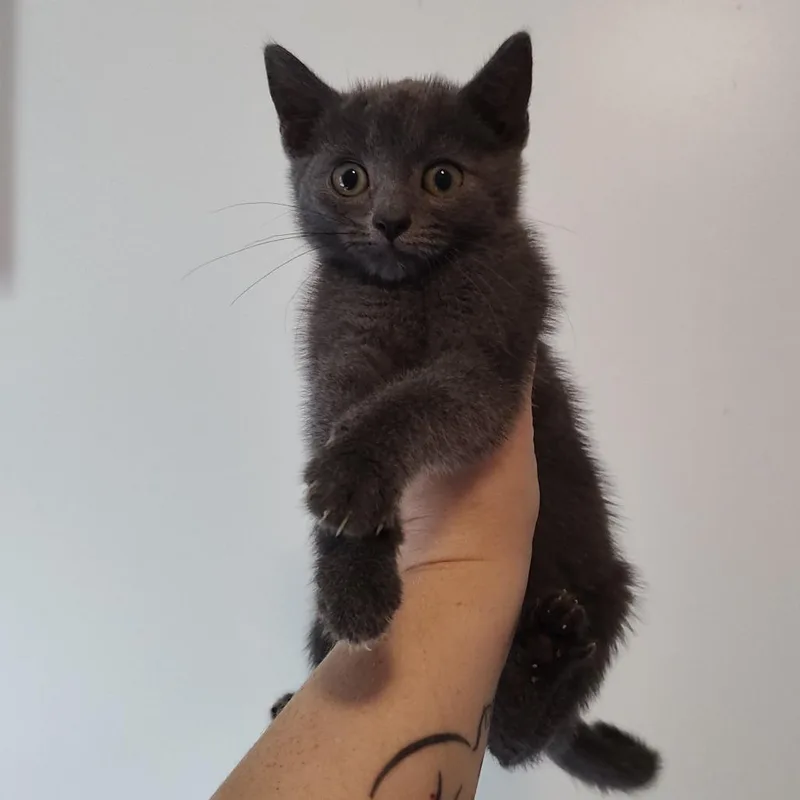 A baby small-sized female Gray / Blue / Silver Domestic Short Hair cat named Snikt for adoption in Durham, NC