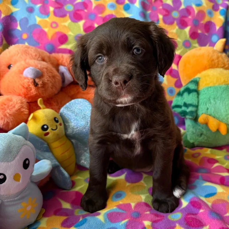 A baby medium-sized female Labrador Retriever dog named Kinison for adoption in Normal, IL