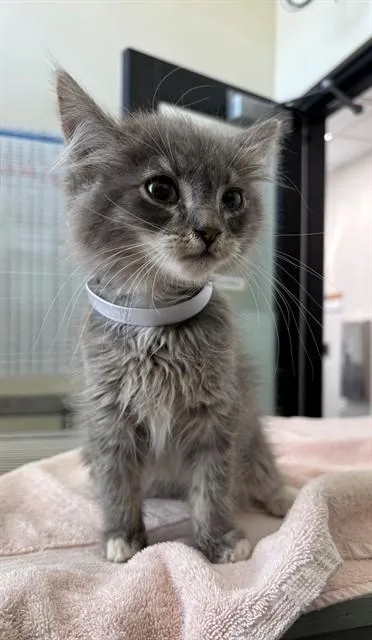 A baby small-sized male Domestic Short Hair cat named Furnando for adoption in Lancaster, CA