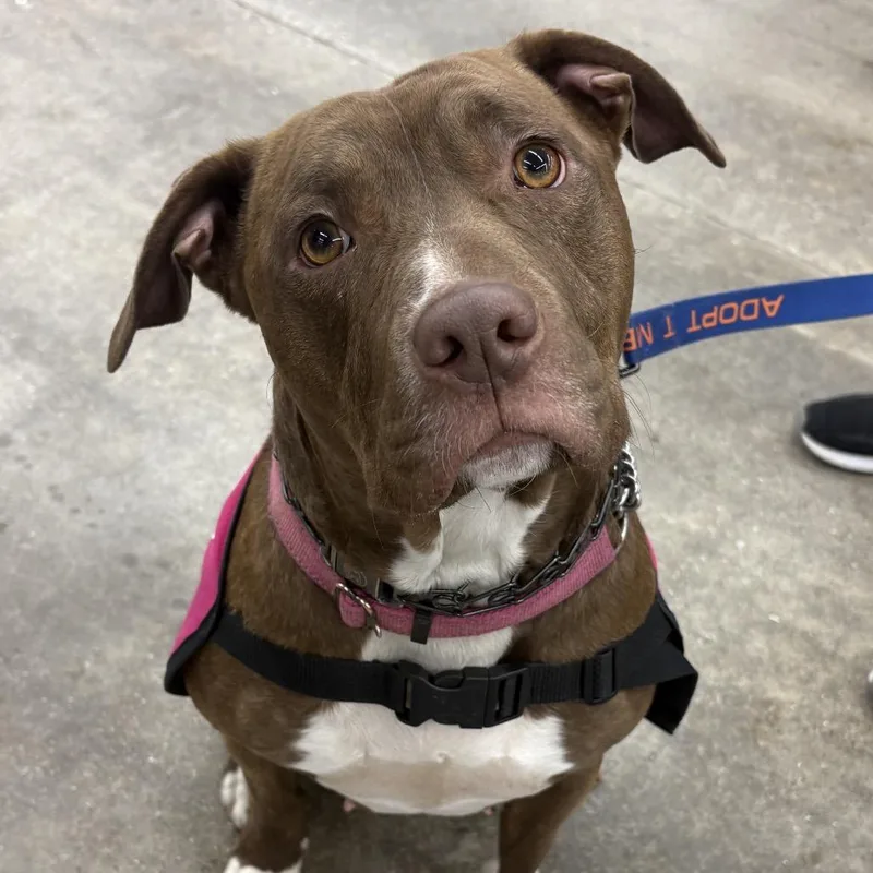 An adult medium-sized female Brown / Chocolate Pit Bull Terrier dog named Amaya for adoption in Mooresville, IN