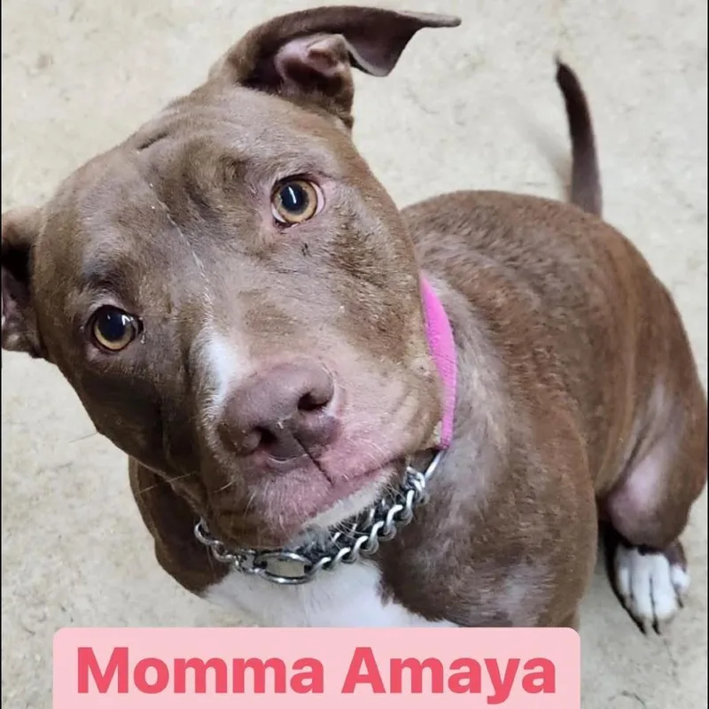 Amaya thumbnail 2