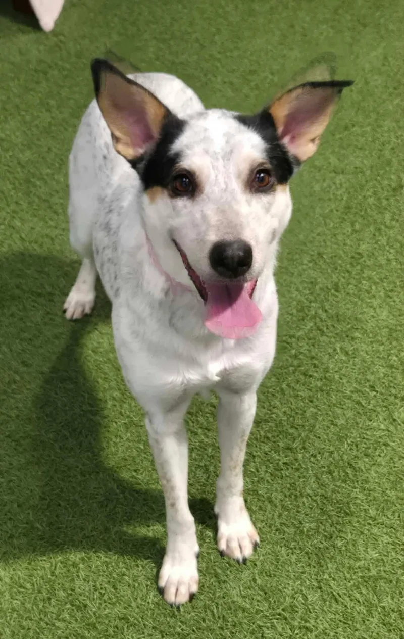 A young medium-sized female Australian Cattle Dog / Blue Heeler dog named Sky for adoption in Racine, WI