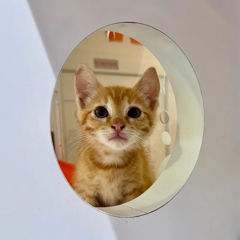 A baby small-sized male Domestic Short Hair cat named Usamaru for adoption in Los Angeles, CA