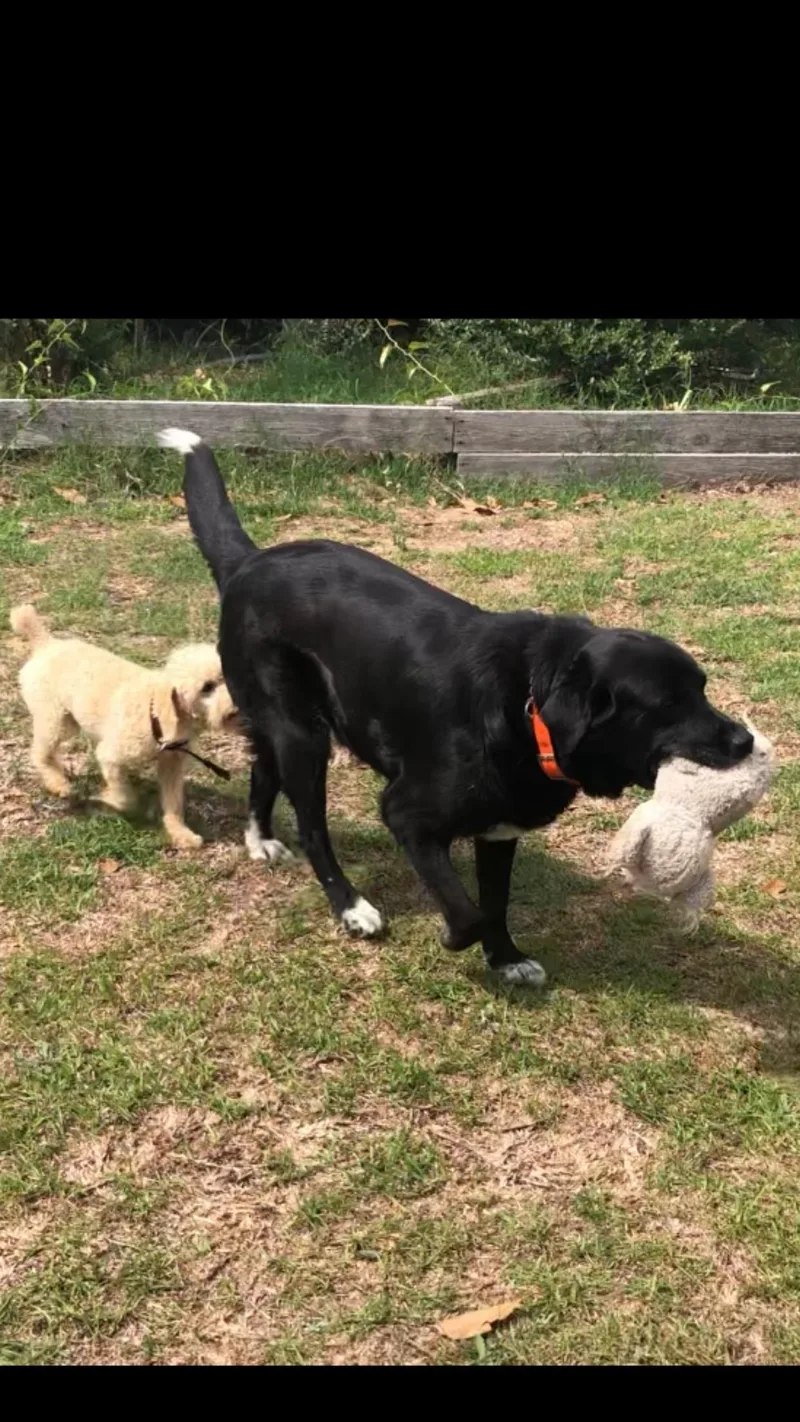 A young small-sized male Labradoodle dog named Buddy for adoption in Sagaponack, NY