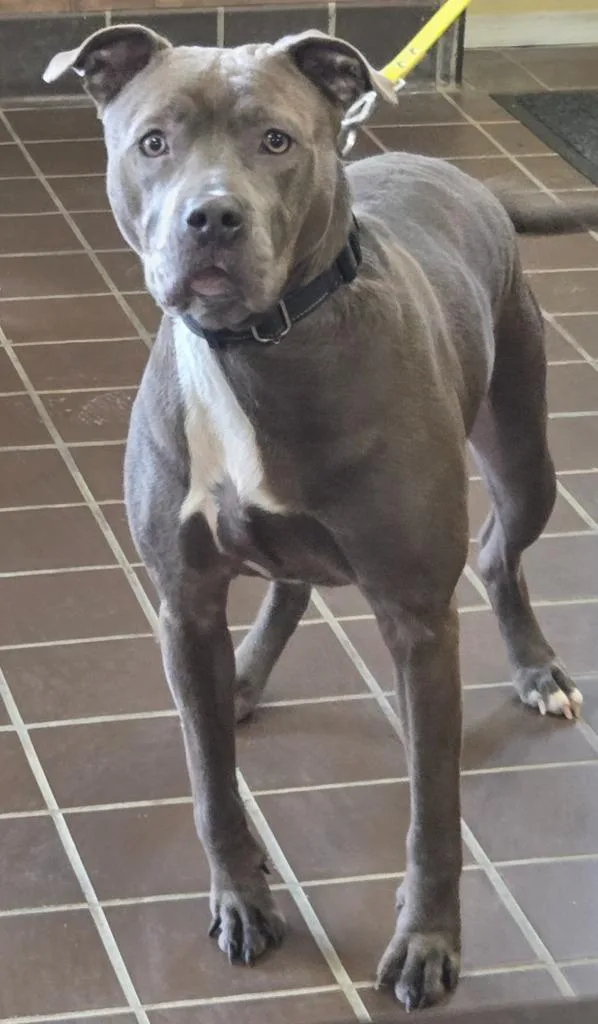 An adult large-sized female Mixed Breed dog named Marceea for adoption in Olean, NY