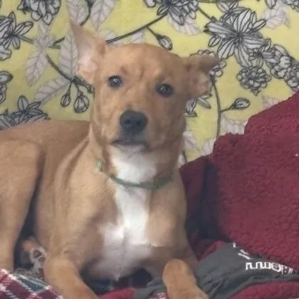 An adult medium-sized female Mixed Breed dog named Roxanne for adoption in Houston, TX